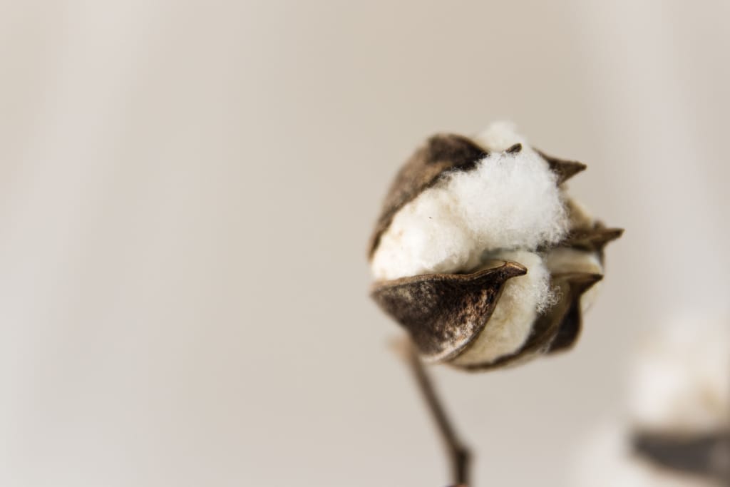 Close-up of a natural cotton boll and its fibres (representative)