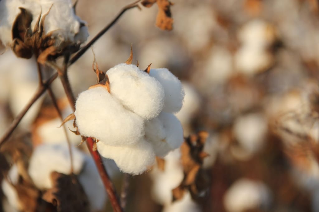 Close-up of raw cotton bolls ready for harvest in a cotton field