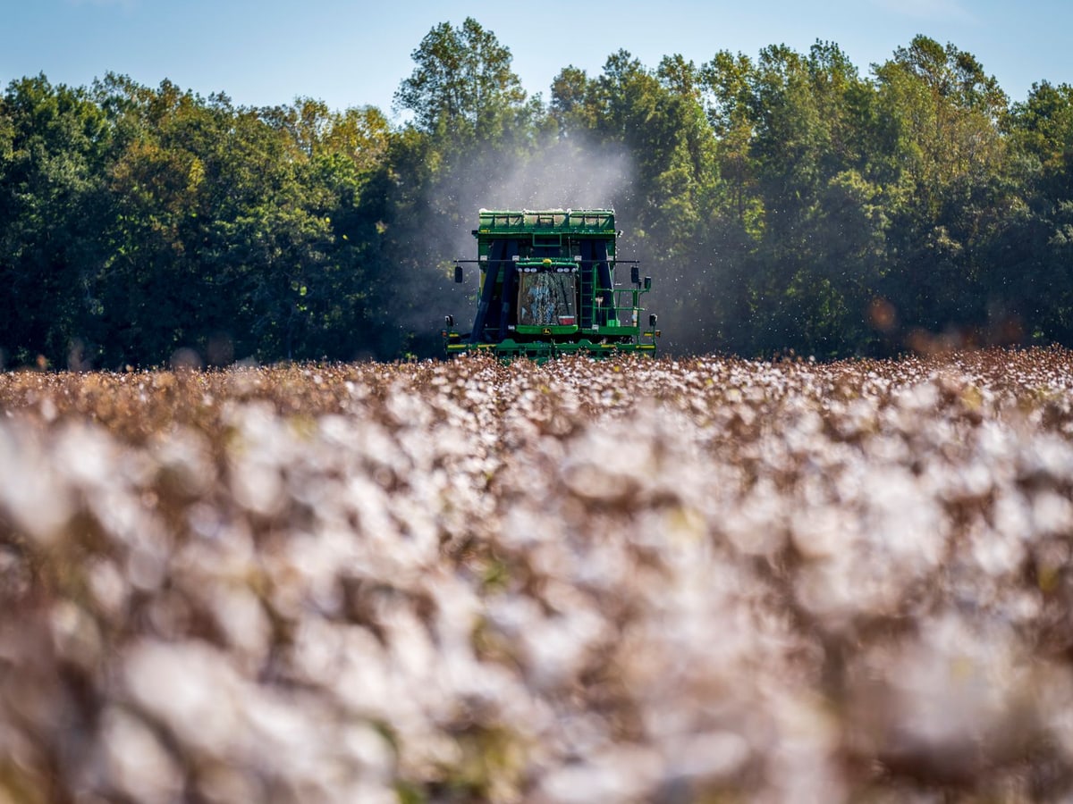 Modern cotton harvester working in a sunlit cotton field